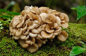 Naturgreen®  Maitake Mushroom Complex